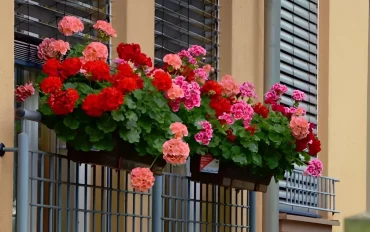 geranium lierre devant une fenetre