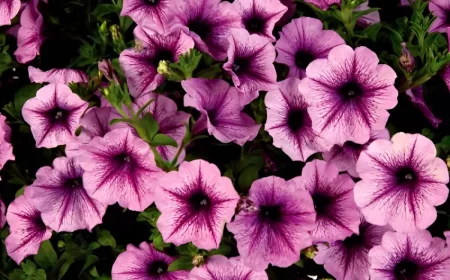 plante brise vue d exterieur pour terrasse le petunia la plus simple qui convient a tous les amateurs