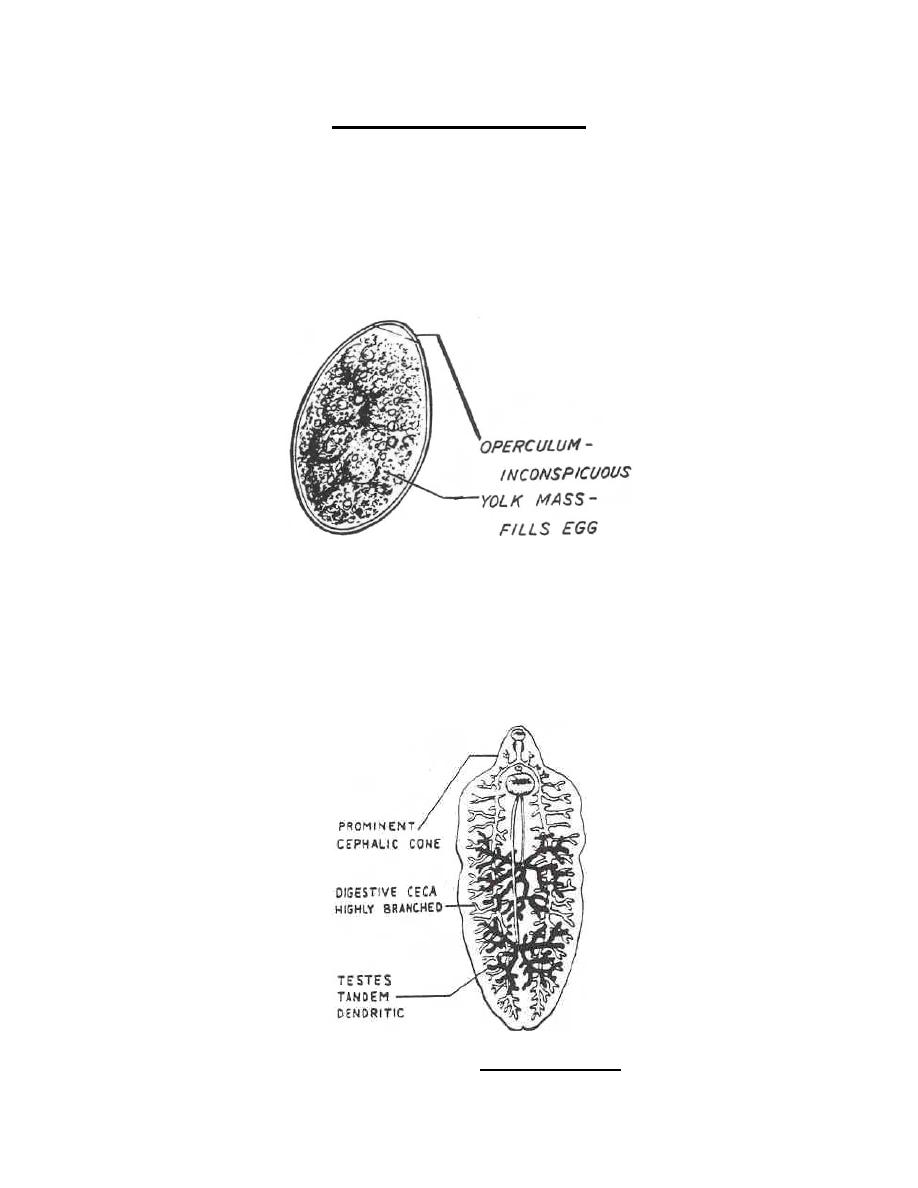 Fasciolopsis Buski Egg Morphology