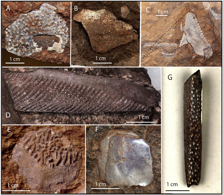 Depositional setting, taphonomy and geochronology of new fossil sites in  the Catskill Formation (Upper Devonian) of north-central Pennsylvania, USA,  including a new early tetrapod fossil - ScienceDirect