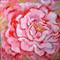 Art: PEONY OF PINK by Artist Marcia Baldwin