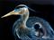 Art: BLUE HERON 1216 by Artist Marcia Baldwin