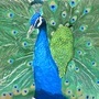 Peacock study