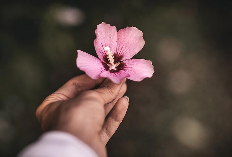 Path to Prosperity: A Refugee Shares her Journey of Resilience and 5 Principles to Live By by Laleh Alemzadeh-Hancock. Photograph of a woman holding a pink flower by Matthias Cooper