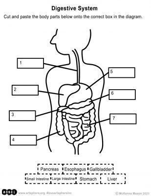 Digestive System Handout | Art Sphere Inc.