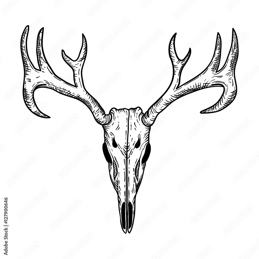 stylized Deer Skull sketch hand drawn original illustration. design for clothing print, postcards, cards, cover, tattoo design bohemian boho outline style. isolated on white background