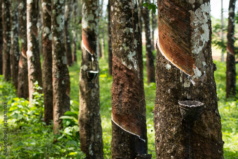 Rubber plantation lifes, Rubber plantation Background, Rubber trees in Thailand.(green background)