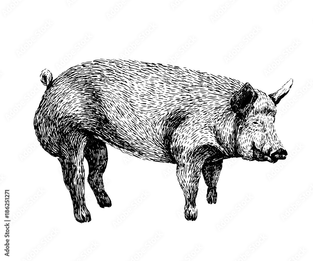 Pig sketch style drawing. Hand drawn illustration of beautiful black and white animal. Line art drawing in vintage style. Realistic image.