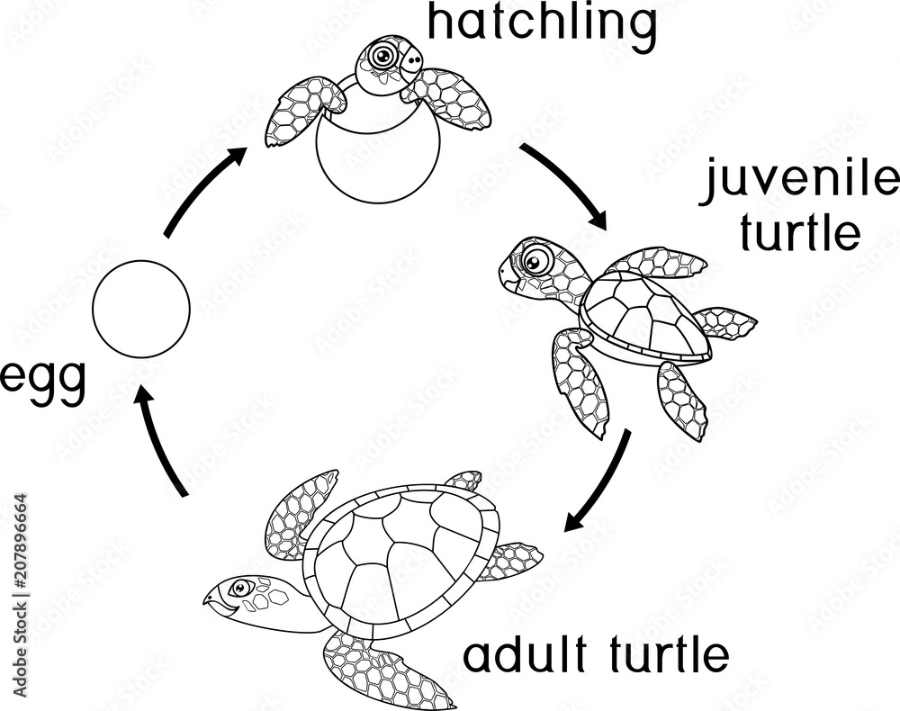 Coloring page. Life cycle of sea turtle