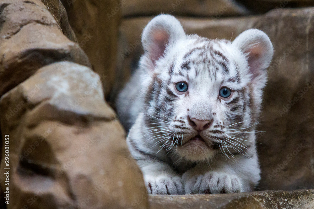 White tiger cub in zoological garden