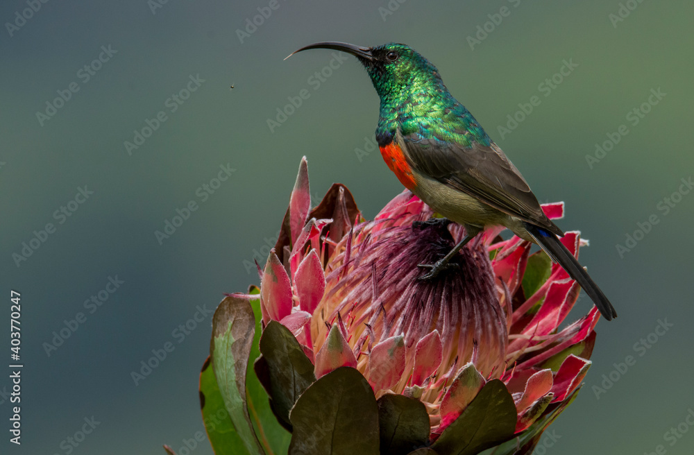 Horizontal colour image of a double collard sunbird male  bird on pink protea flower in South Africa