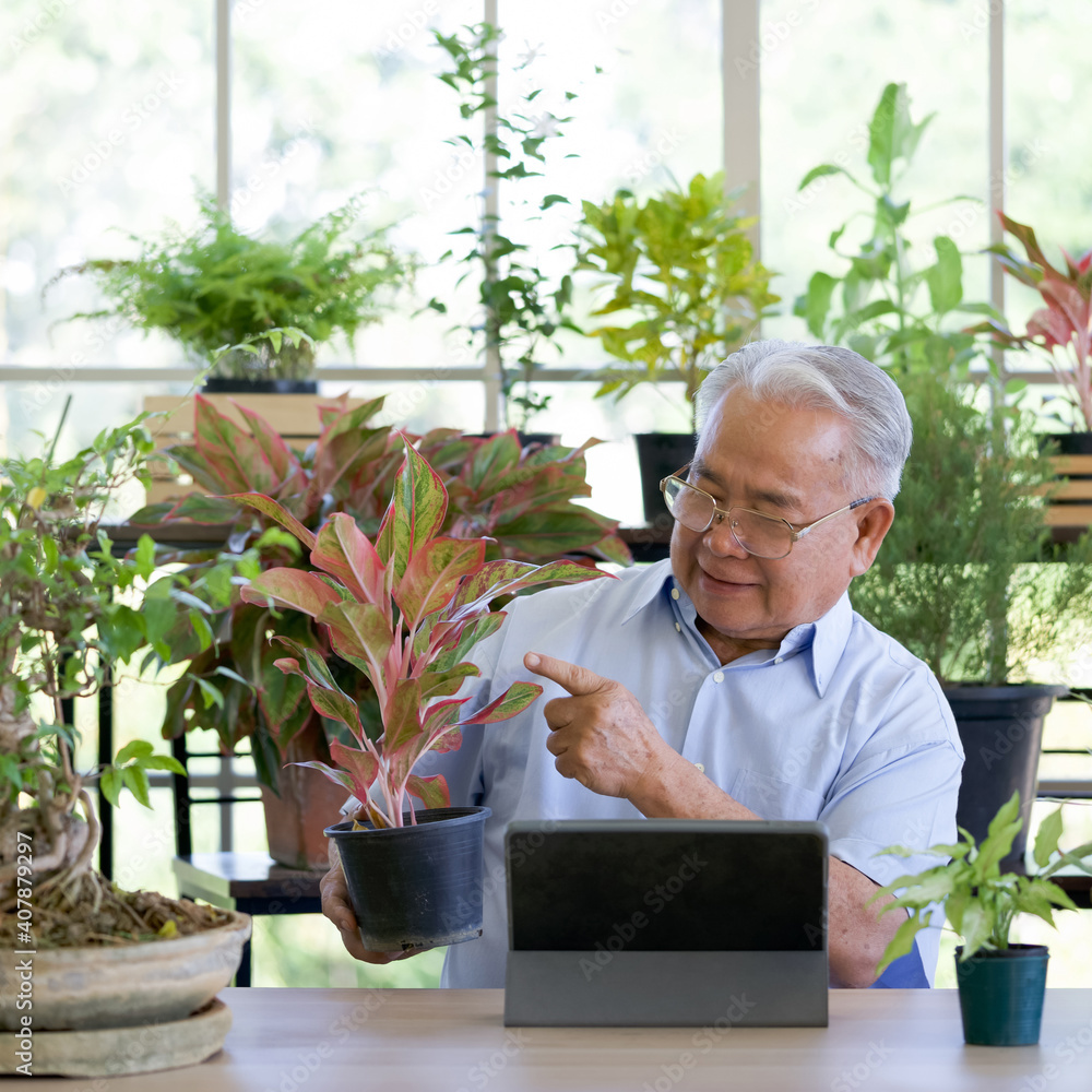 A retired old man spends free time planting potted plants. He uses wireless communication via tablet computers to describe plants to clients. Small home business concept.