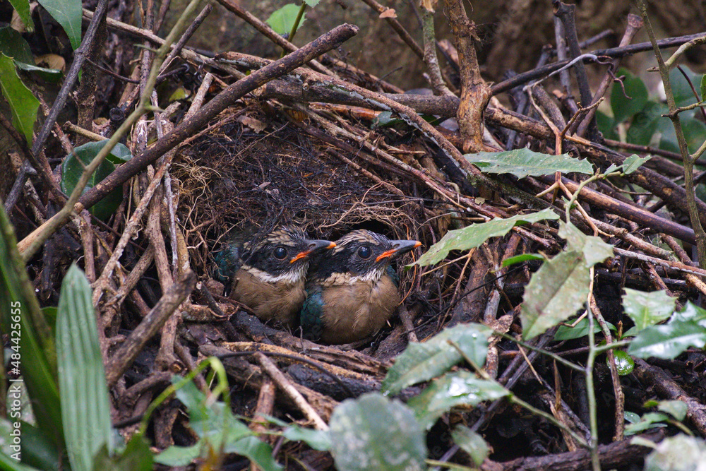 Blue winged pitta Variety of Pitta birds from Thailand with young and fecal sac