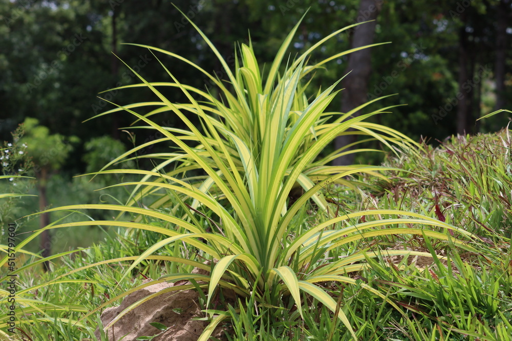 Cambodia. Pandanus Variegated (Golden). Pandanus is a genus of monocots with some 750 accepted species. They are classified in the order Pandanales, family Pandanaceae.