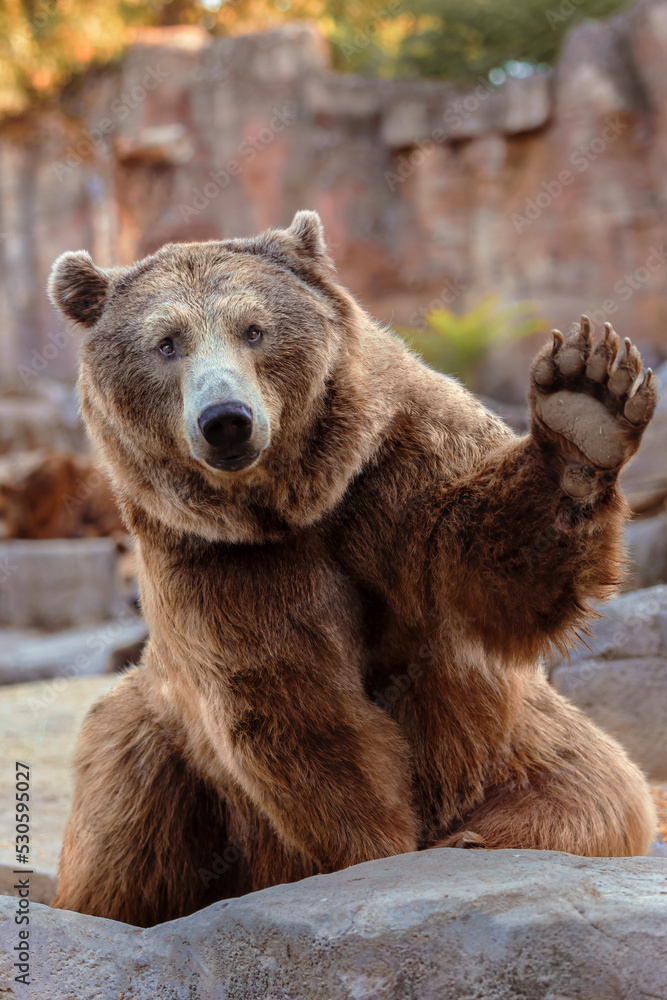 funny grizzly bear sitting down to welcome