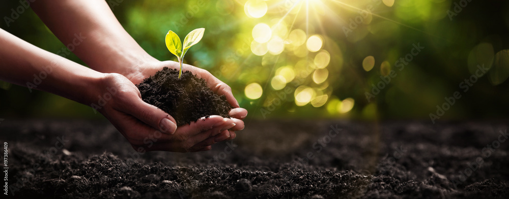 Plant In Hand