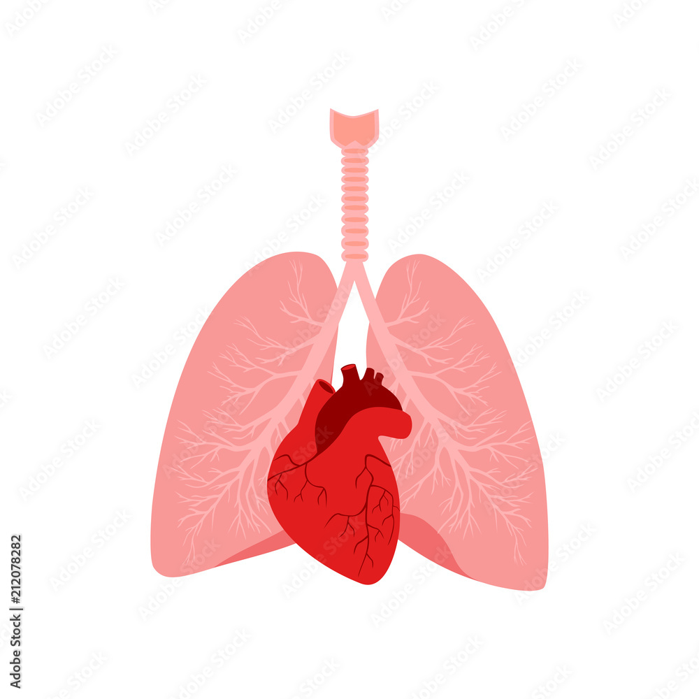 Heart And Lungs Diagram