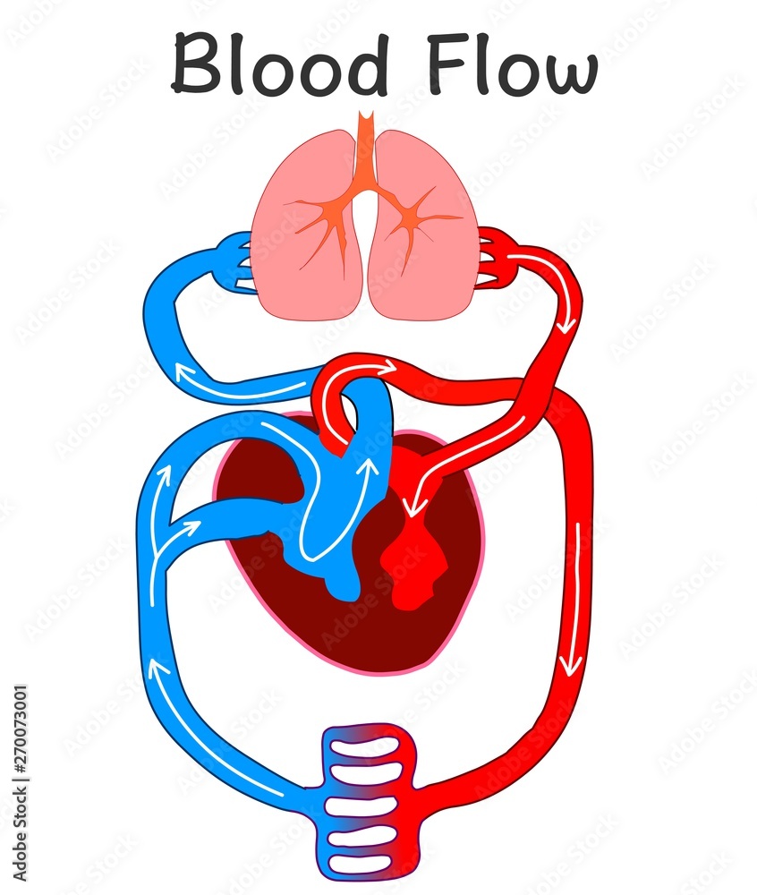 Blood flow. Heart anatomy formation . Human circulation system. Biology ...