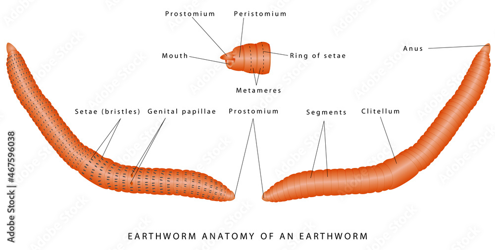 Earthworm Diagram Labeled