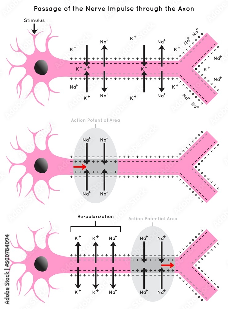 Passage of the Nerve Impulse through the Axon Infographic Diagram ...