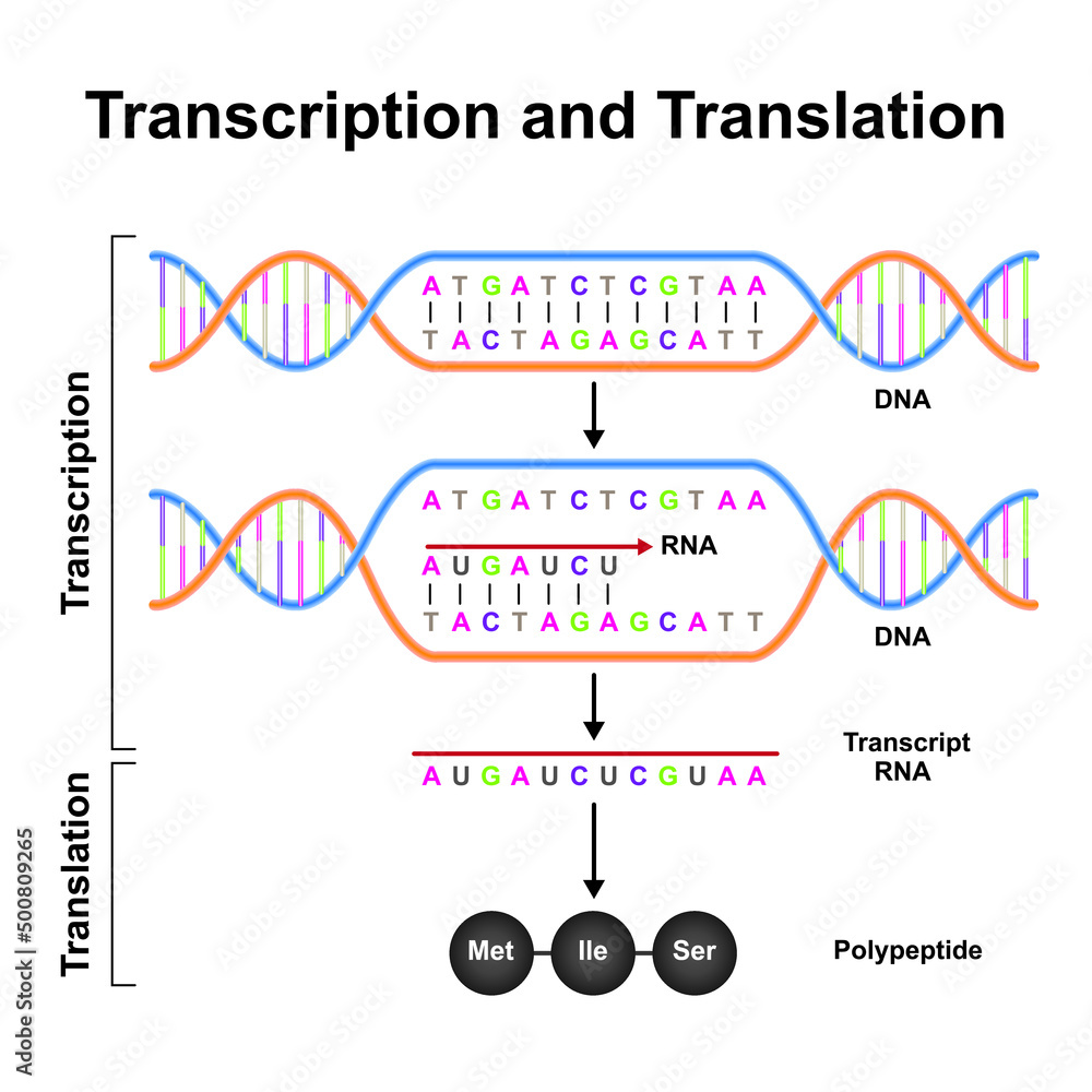 Scientific Designing Of Transcription And Translation Mechanism ...