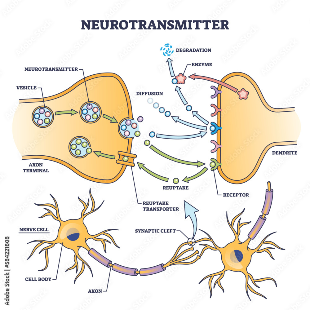 Axon Model Labeled