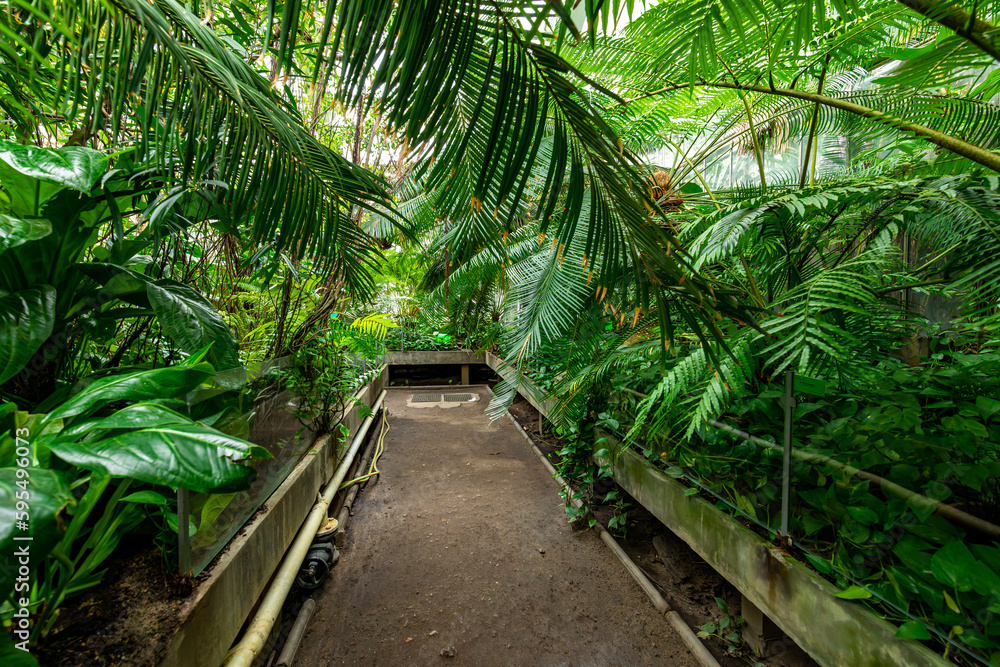 Foto Stock Greenhouse full of tropical green plants. The Palm House, an ...