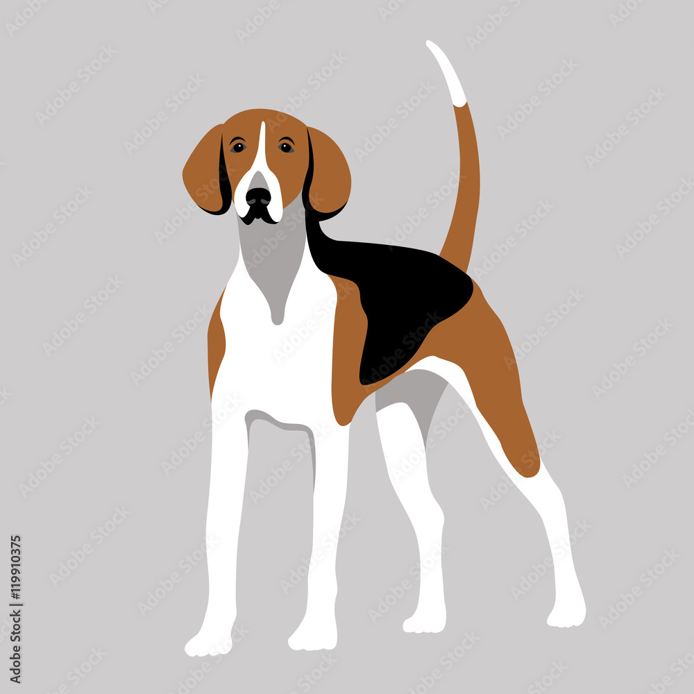 american foxhound dog vector illustration color flat style