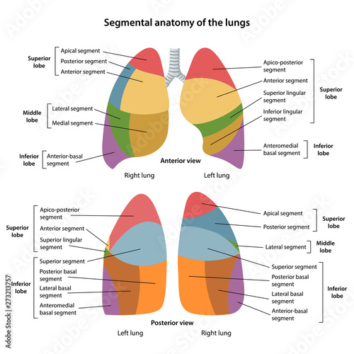 Segmental anatomy of the lungs. Anterior and posterior views of the ...