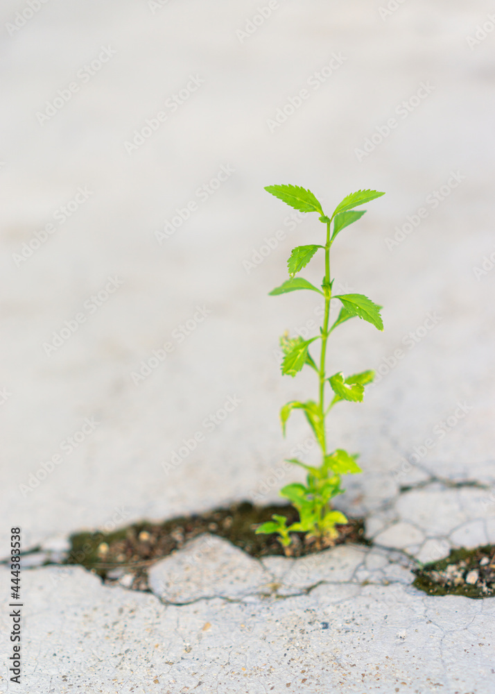 Plants in the cracks of the floor.