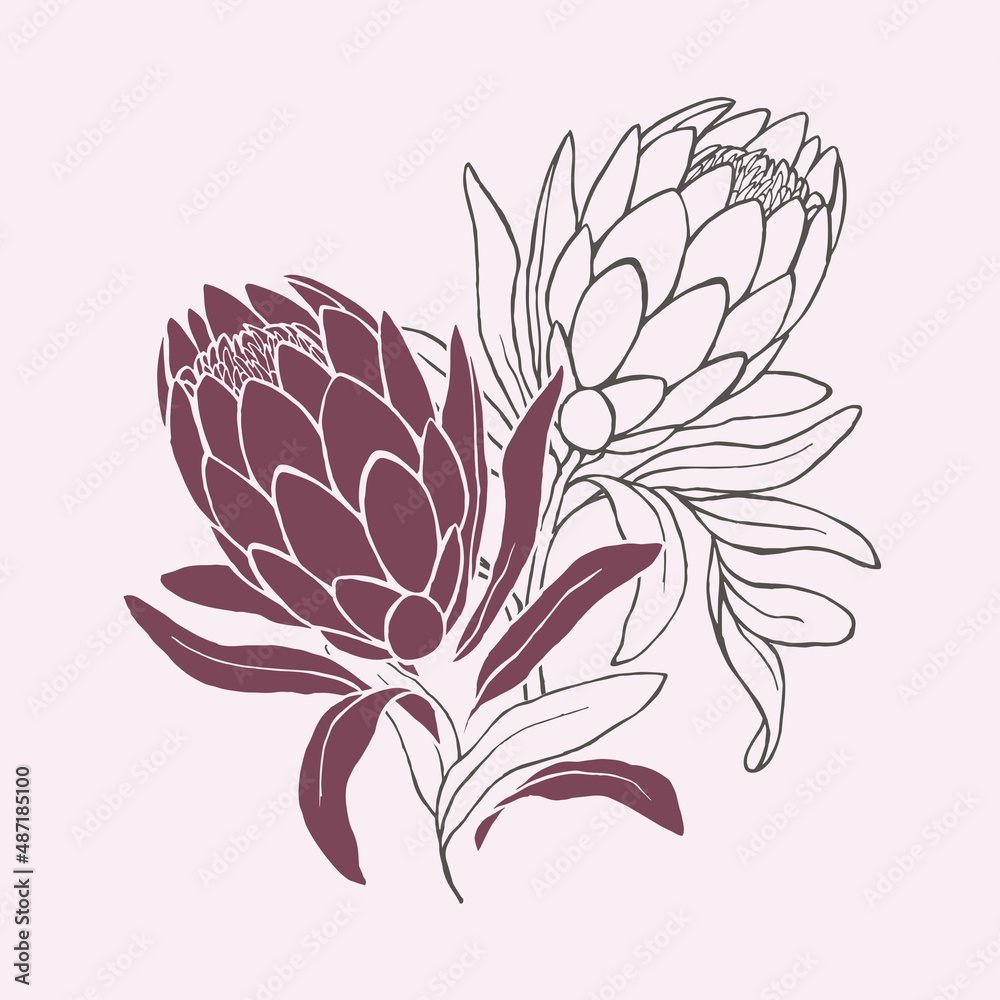 Hand-drawn drawing of a protea flower. Vector stock illustration.