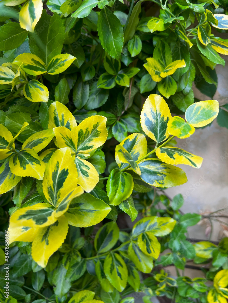 Attractive shrub Euonymus fortunei, cultivar Emeraldn Gold. An ornamental evergreen tree with green leaves with a bright yellow border. Background.