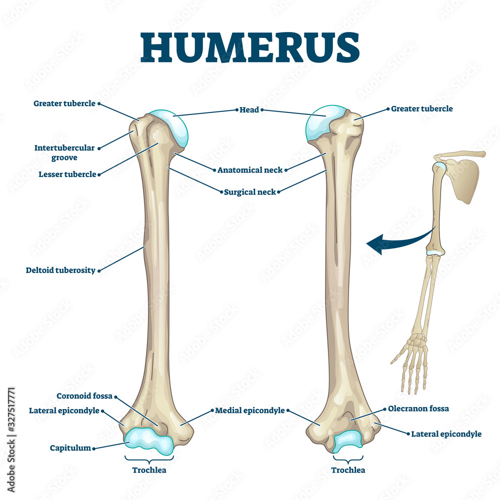 Humerus Bone Labeled Vector Illustration Diagram Stock Vector | Images ...