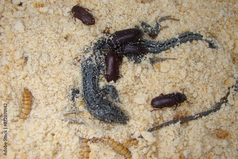 Foto Stock mealworms (Larvae and Adult) Insects : meal worms eating ...