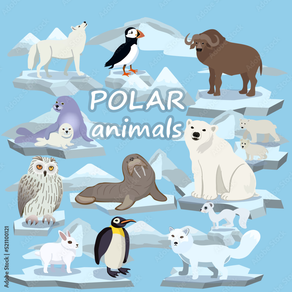 Polar animals on ice floes. Seal, walrus, penguin, musk ox,Atlantic ...