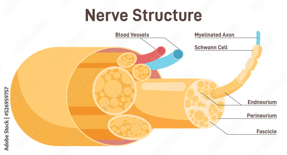 Nerve Structure Human Nervous System Connective Tissue Labeled Scheme ...