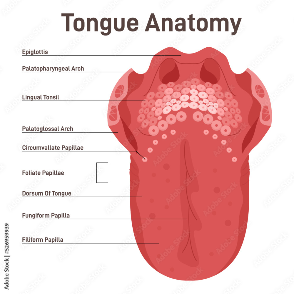 Human Tongue Taste Papillae And Their Afferent Nerve - vrogue.co