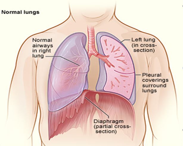 HARMFUL EFFECTS OF ASBESTOS – ASBESTOS KIM