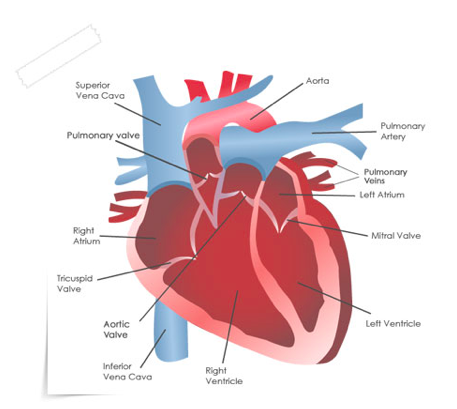 Is heart valve disease dangerous?