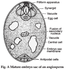 Draw a labelled diagram of sectional view of mature embryo sac of an ...