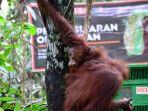 bksda-kaltim-lepasliarkan-tiga-individu-orangutan-di-hutan-lindung-gunung-batu-mesangat.jpg