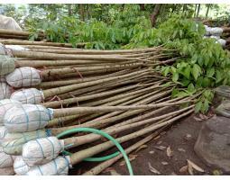 Penjual Tanaman Hias Bibit dan Pohon Tabebuya Kuning Pink Merah Putih - Kotabaru 