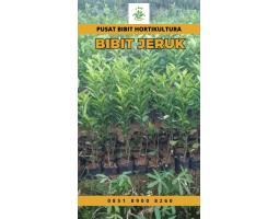 Jual Bibit Jeruk Manis, Garut - Jawa Barat