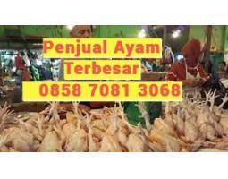 Penjual Ayam Untuk Hajatan Mojogedang - Karanganyar