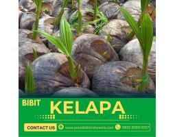 Jual Bibit Kelapa Hibrida,  Sentra Bibit Kelapa - Lumajang