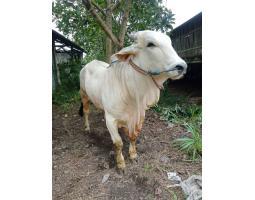 Supplier Hewan Qurban Sapi - Tasikmalaya