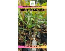 Bibit Unggul Mangga Arum Manis - Klaten