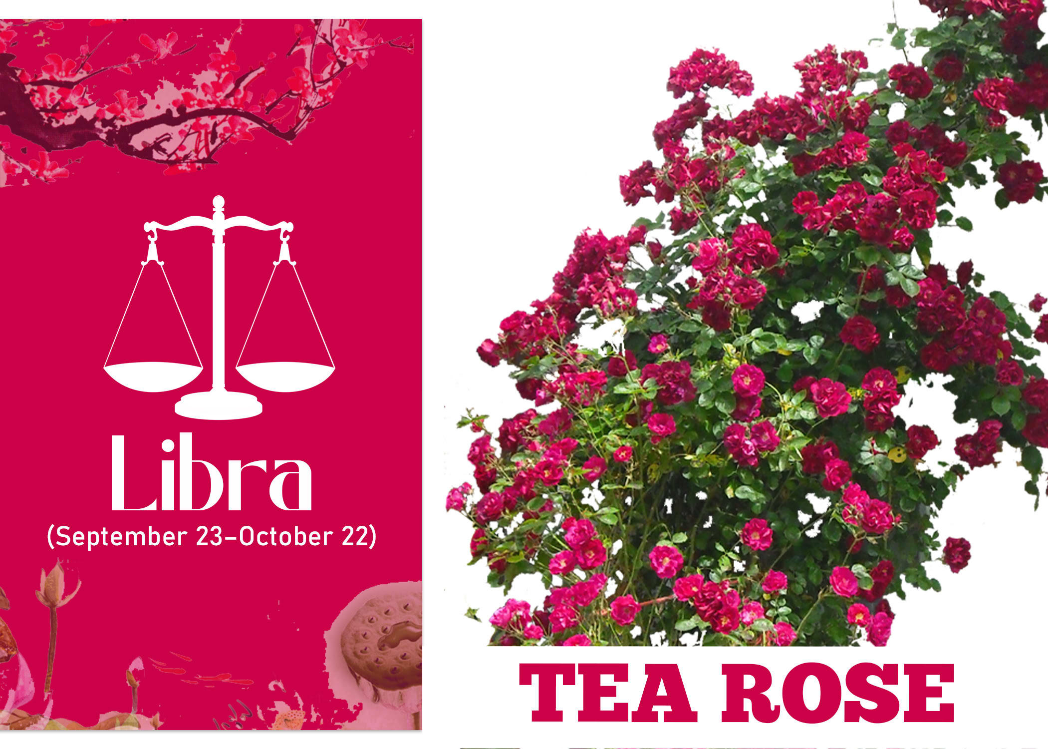 Zodiac Sign Flower for Libra - Tea Rose