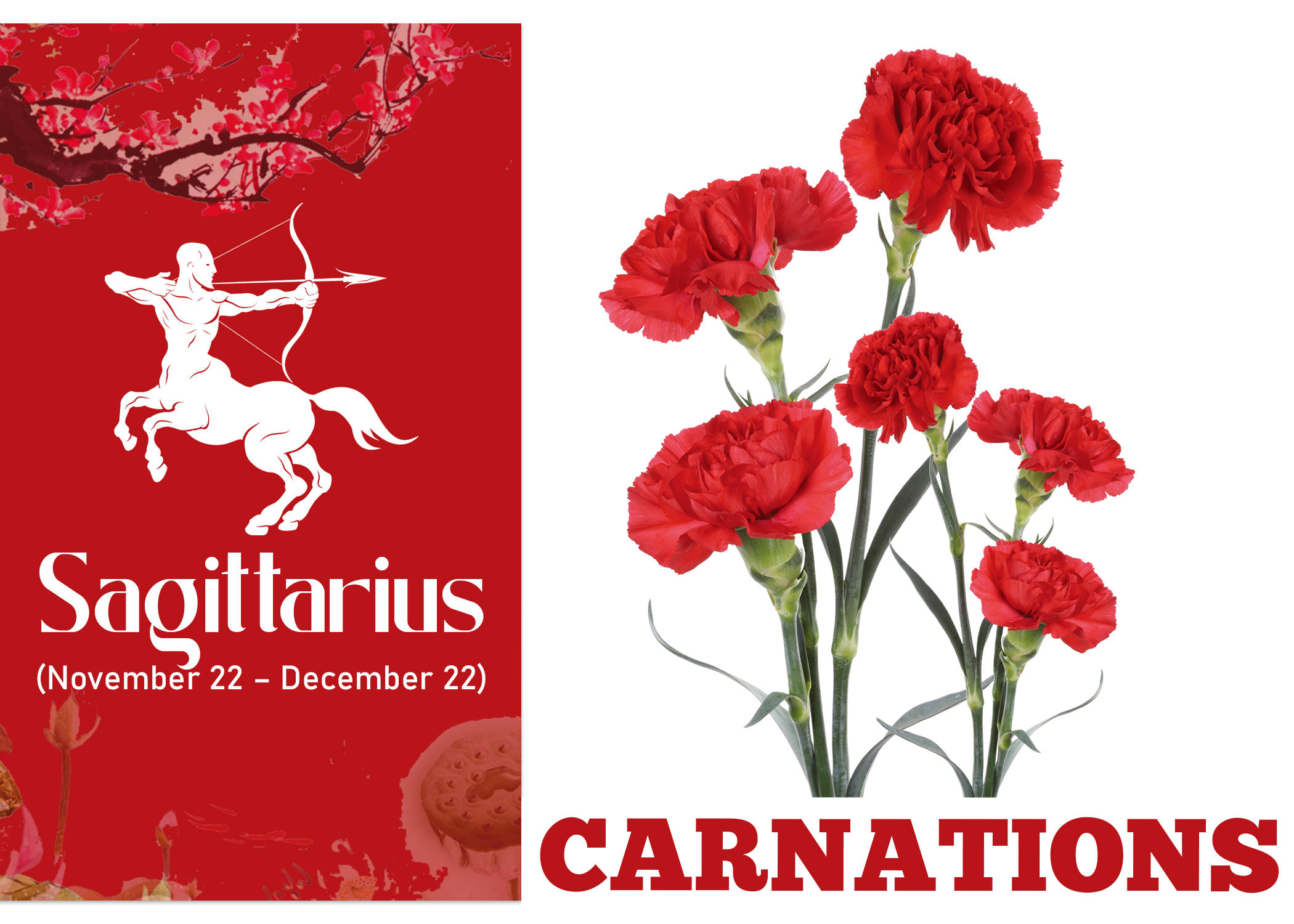 Zodiac Sign Flower for Sagittarius - Carnations