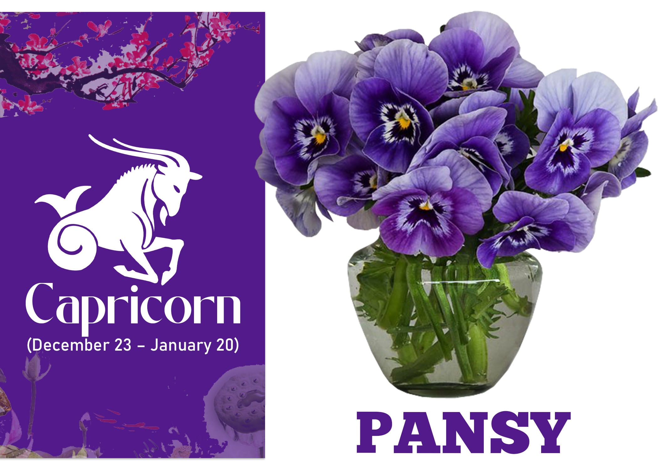 Zodiac Sign Flower for Capricorn - Pansy